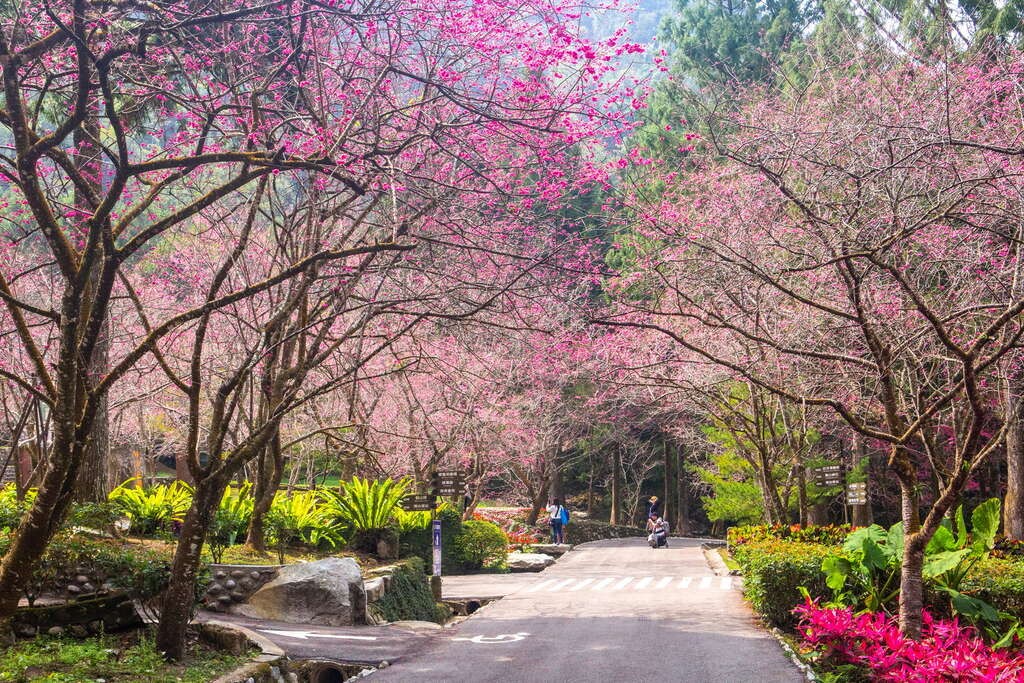 Taiwan's Sun Moon Lake cherry blossom season starts next week


 