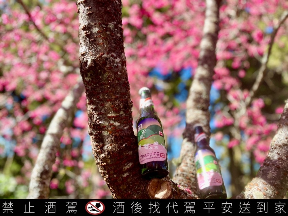 Cherry blossom delight in Taiwan: Alishan Forest Railway's exclusive trips