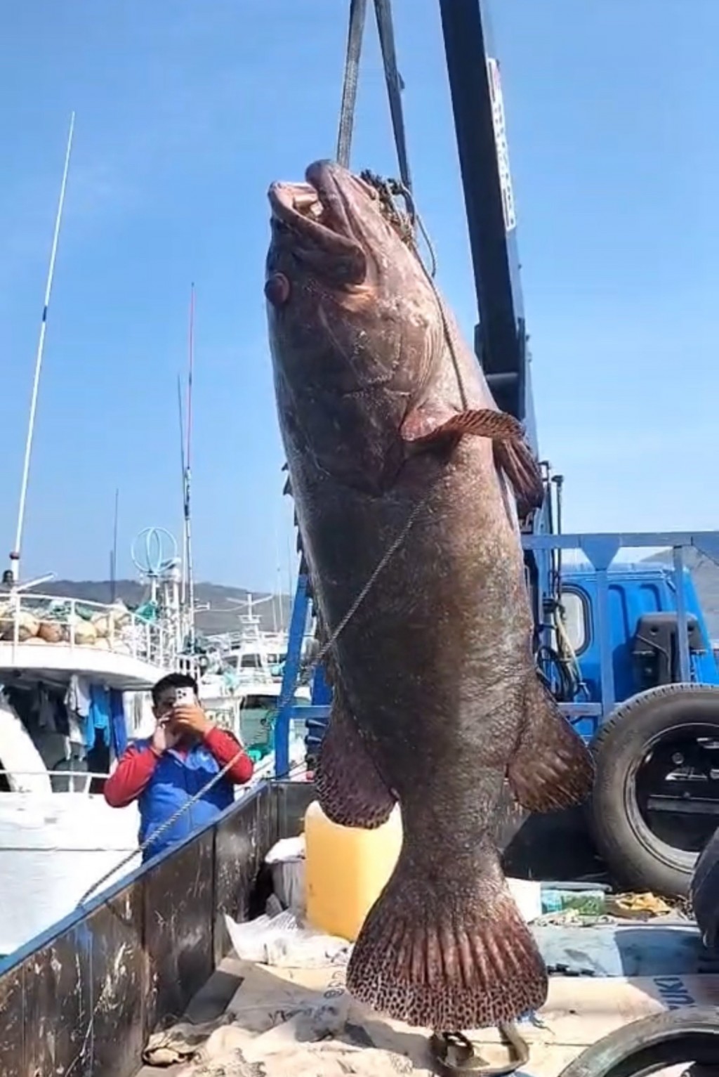 Taiwan fisherman lands 102 kg giant grouper
