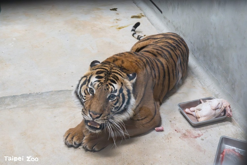 Le zoo de Taipei importe de rares tigres malais de France |  Nouvelles de Taïwan
