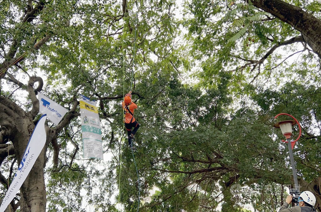 Taiwan tree climbing championship takes sport to new heights